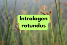 intrologen rotundus