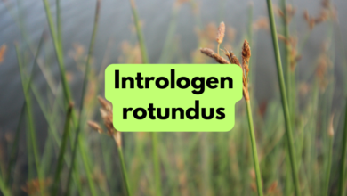 intrologen rotundus