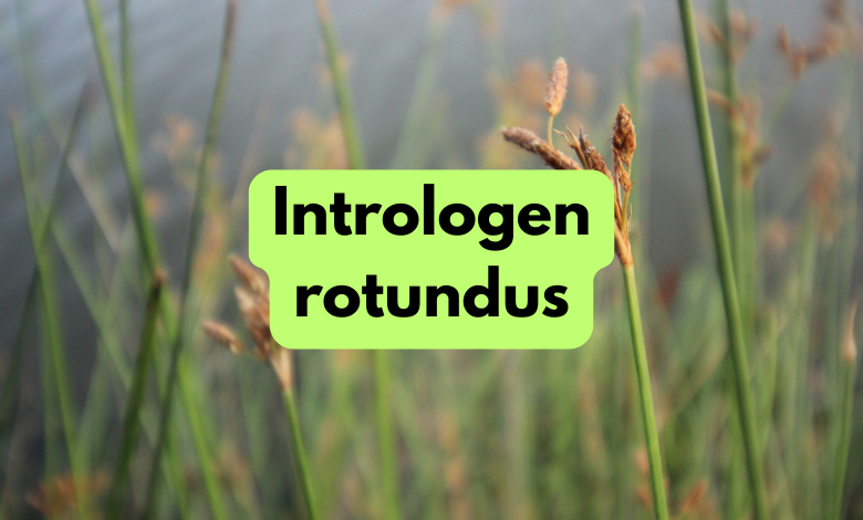intrologen rotundus