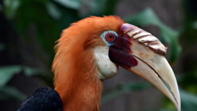 glaadblog.org hornbill bird