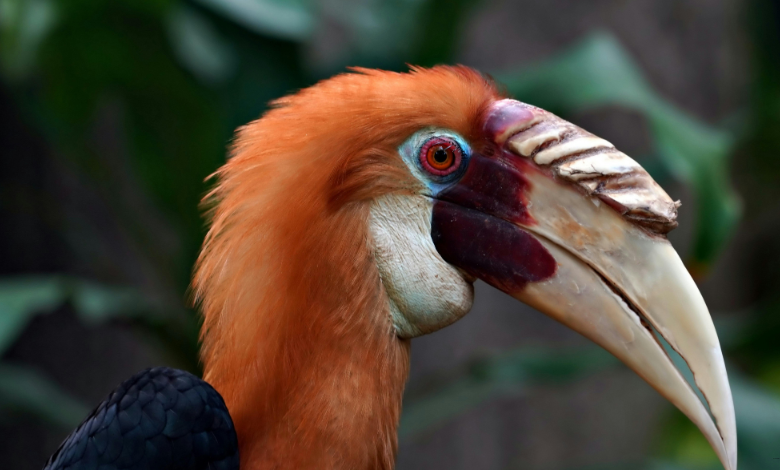 glaadblog.org hornbill bird